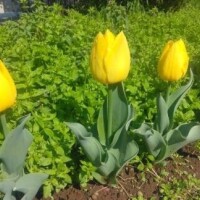 春ねね