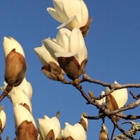 花ねね