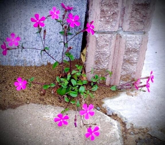 花ねね