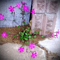 花ねね