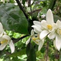 おはねね