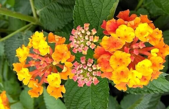 花ねね