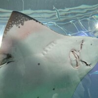 おはようございます。