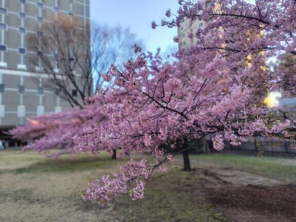 おはようございます。