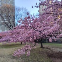 おはようございます。