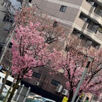 桜?の見えるお?屋さん