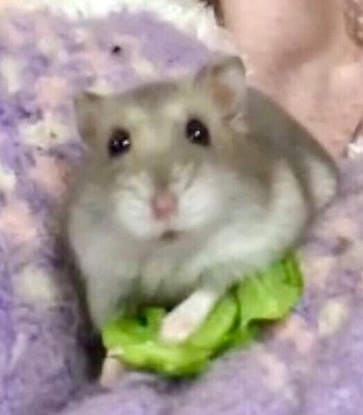 初登場🐹