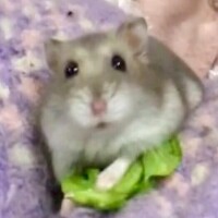 ひなの