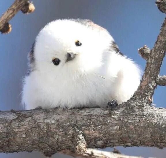 ぬぬぬ？