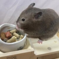 しおん