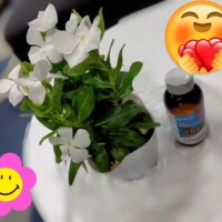 ひなた