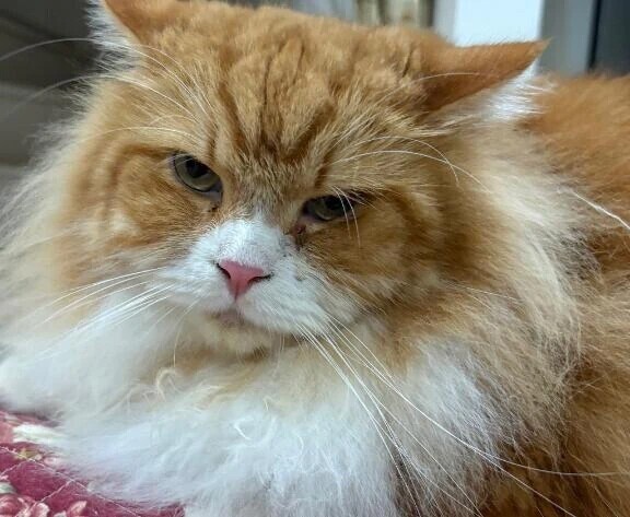 完全に怒ってますよね？🙄🐱