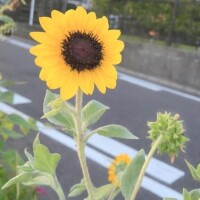すみ