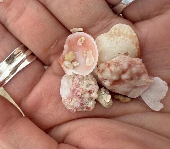 海で見つけた小さな宝物✨