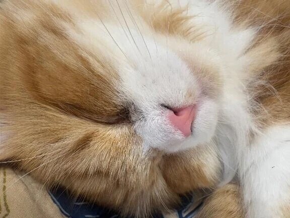 にゃんこ病院の日🐱💦