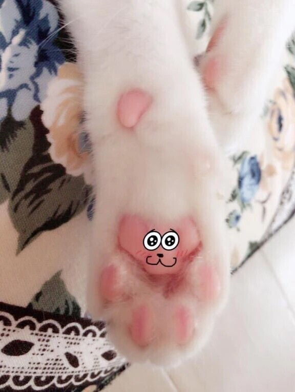 肉球で熊さん作ってみた🧸🐾