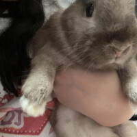 もも