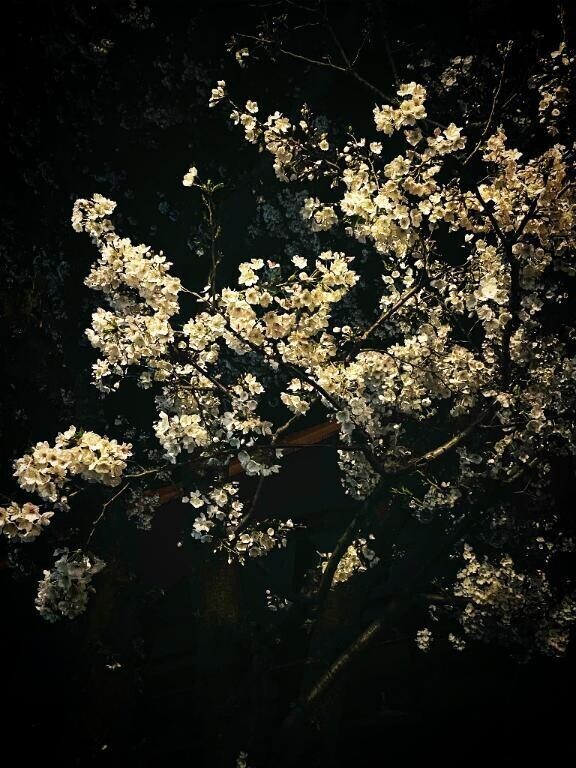 夜桜🌸🫧💗
