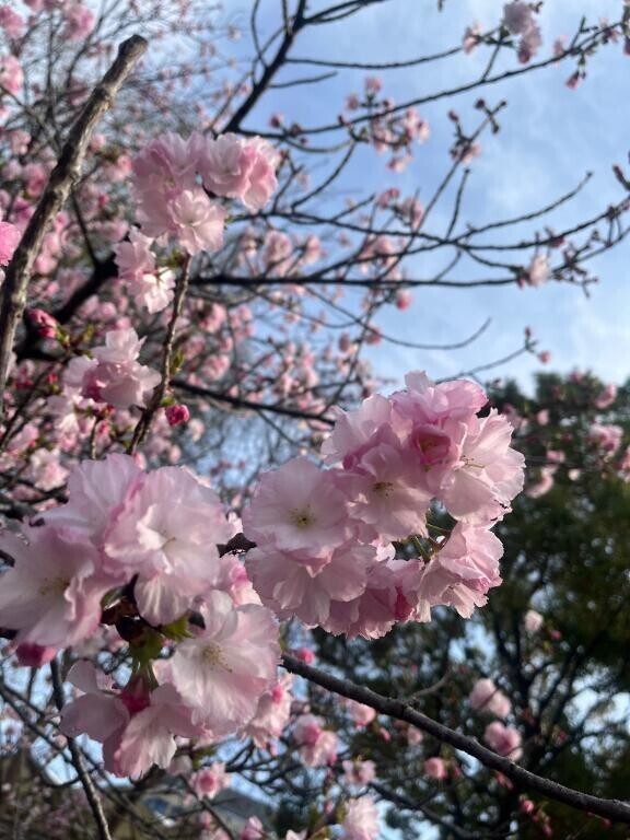 春ですねえ🌸