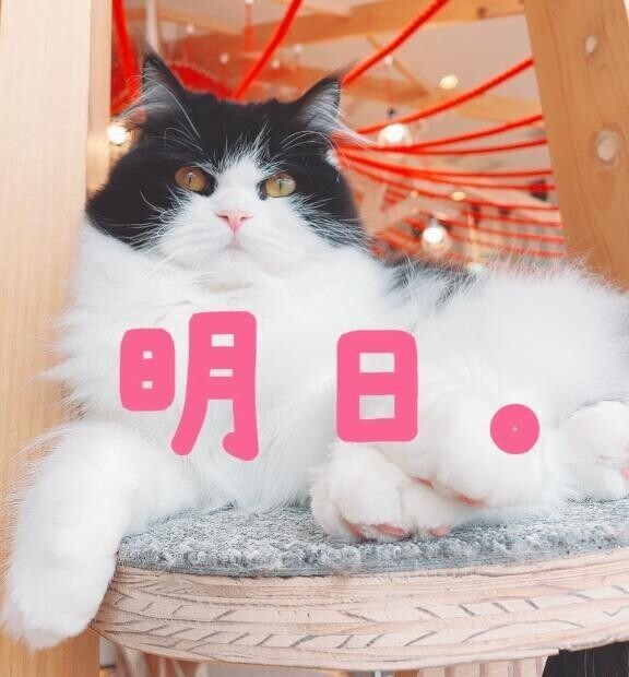 朝ナンデス🐥🤍