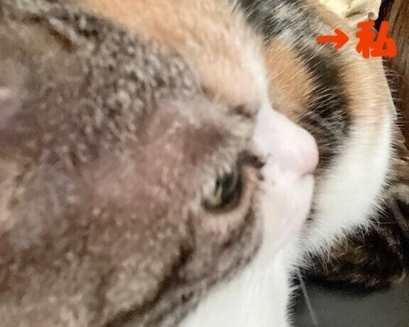 猫様と人間はきっと通じ合えてる。