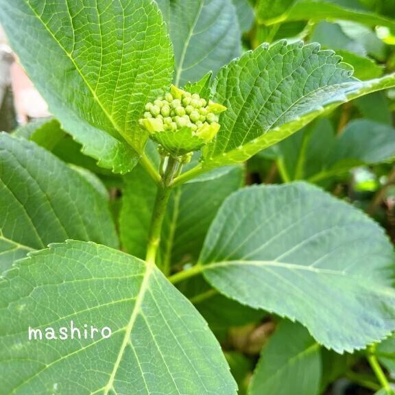 嬉しい質問🙋🏻‍♀️💐