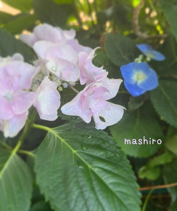 お知らせ💠