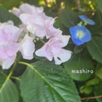 ましろ