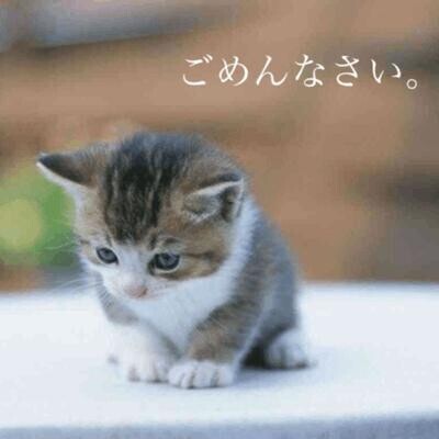 ごめんなさい。。。