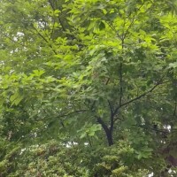 ひなの