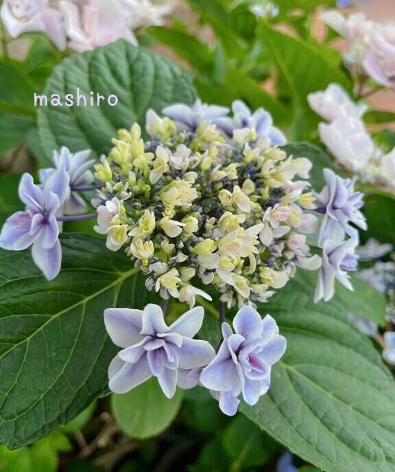 お知らせとありがとうございます💐