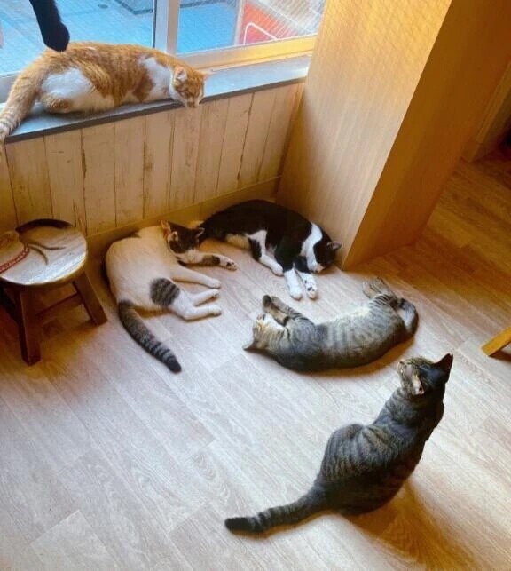 猫ちゃん達🐱