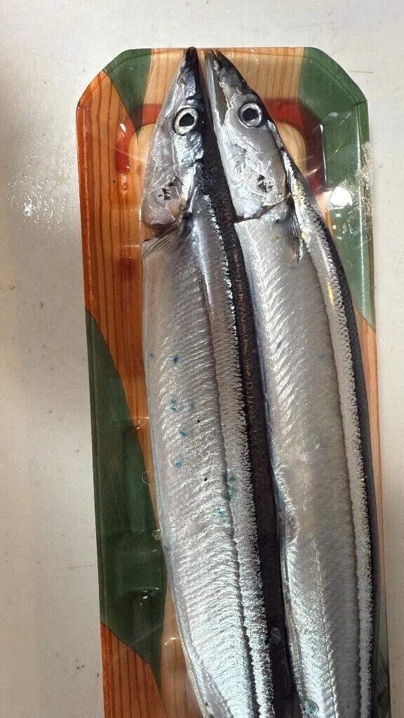 秋刀魚デビュー🐟ギョざいます
