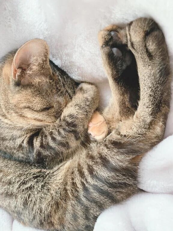 偏頭痛〜くぅ〜