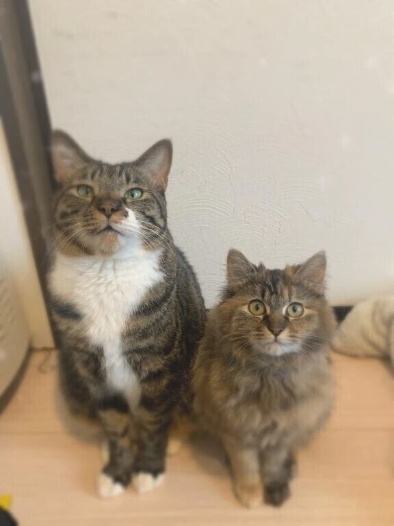 私の中に免疫なかったのね