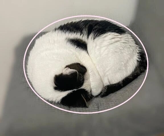 もふもふに耐えられるか。