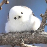 しゅうか