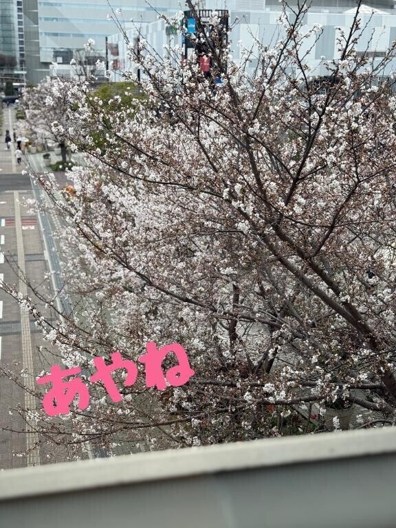 さくらさく🌸