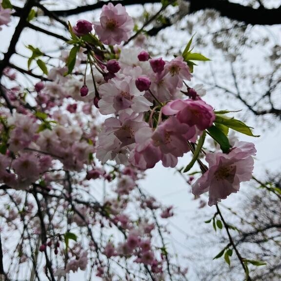 お知らせ🌸