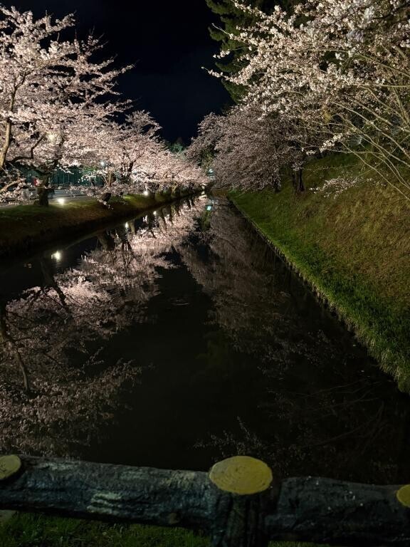 桜🌸