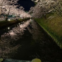 桜🌸