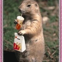 久しぶりに朝マック行ったよ