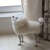 ありがとうございました