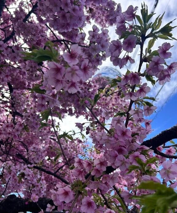 この間までは。。。