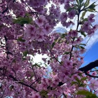 この間までは。。。