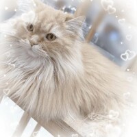 ゆの