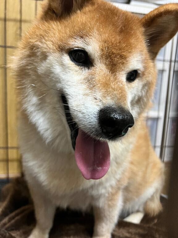 申し訳ありません