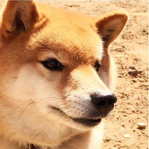 申し訳ありません