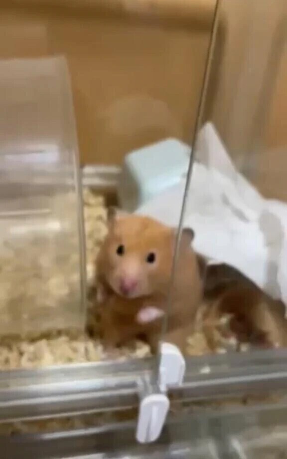 面接しました꜀^. ̫.^꜆