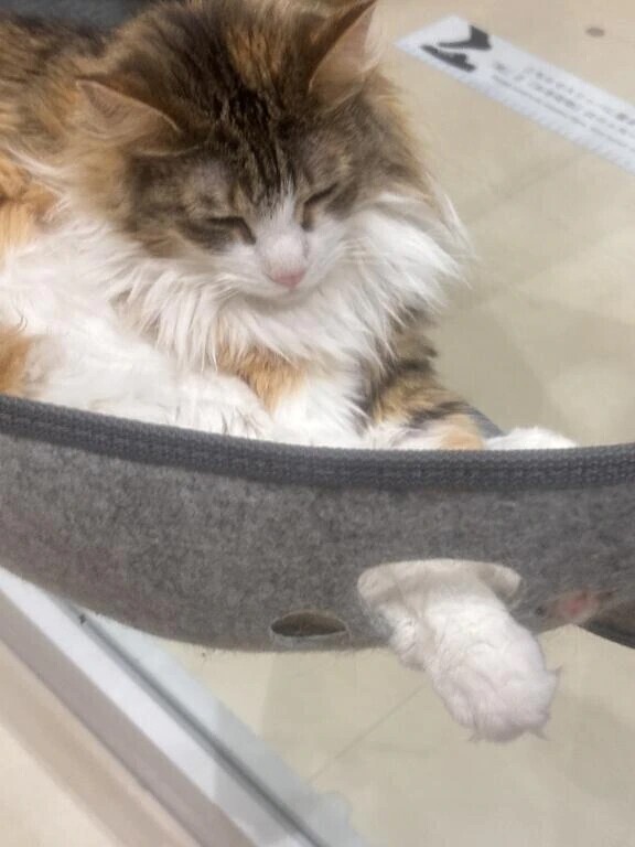 耳くるくるマッサージ👂